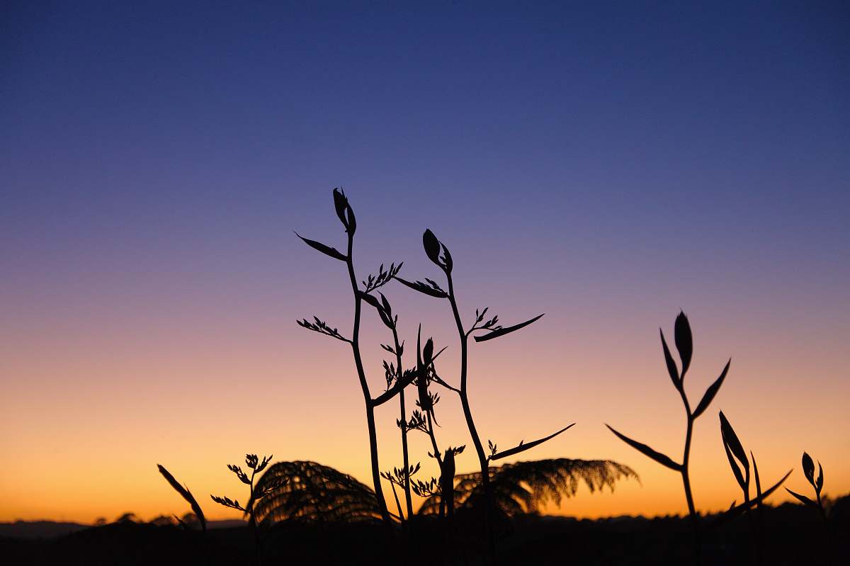 nature silhouette photography of plant sky