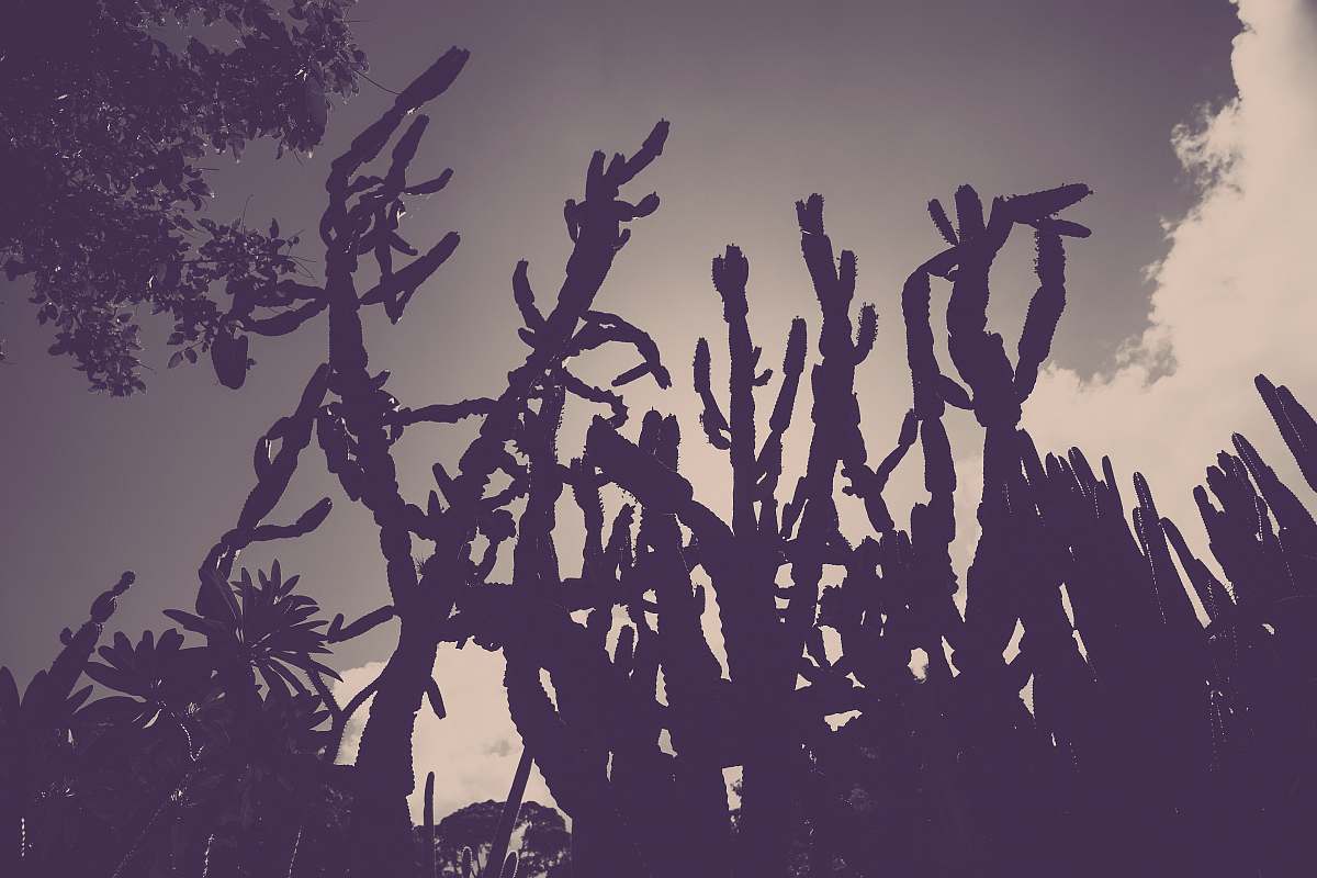 brazil silhouette photography of plants cacti