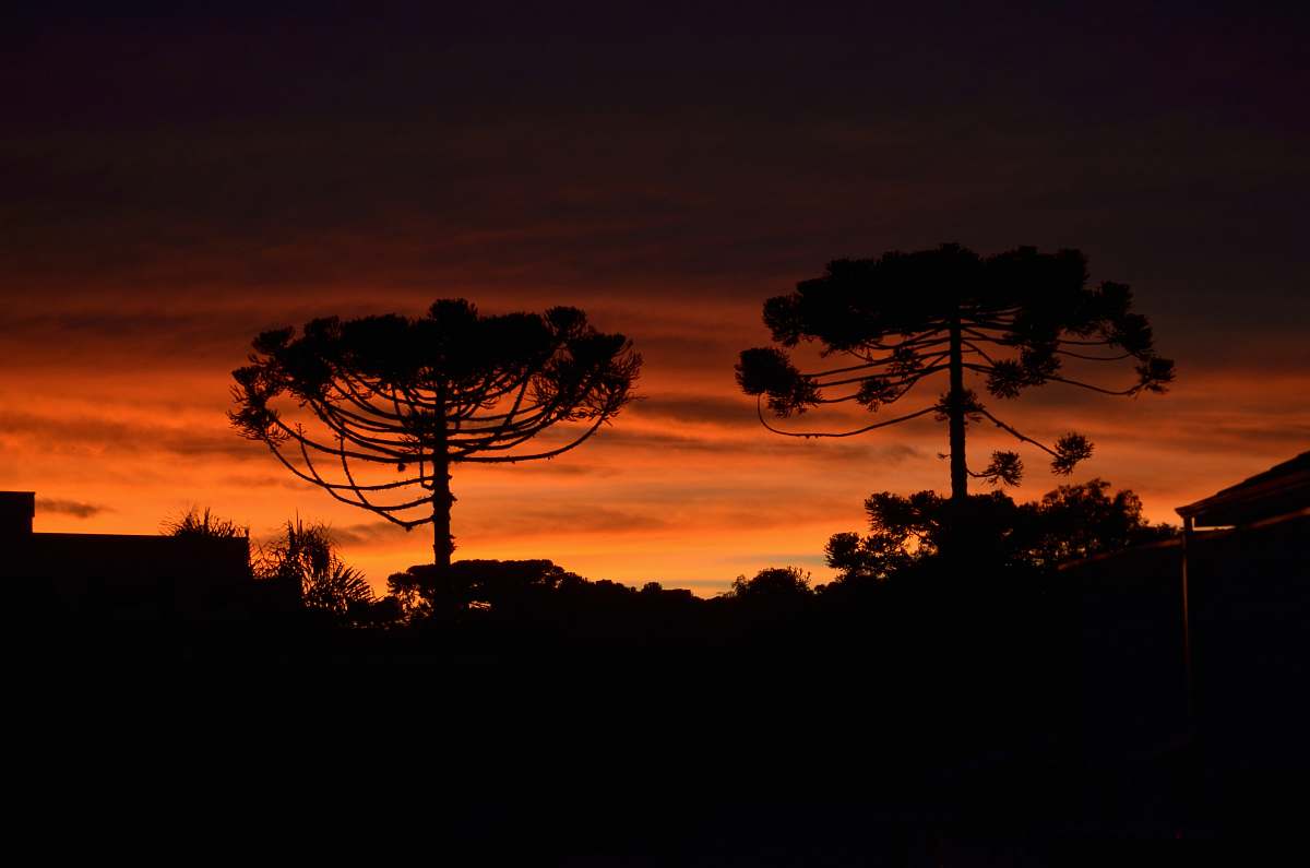tree silhouette photography of tree during golden hour sky