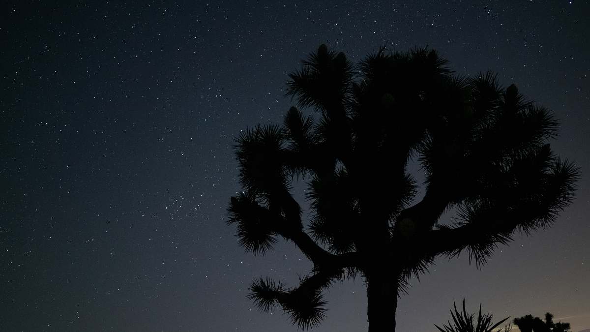 nature silhouette photography of tree under starry night outdoors