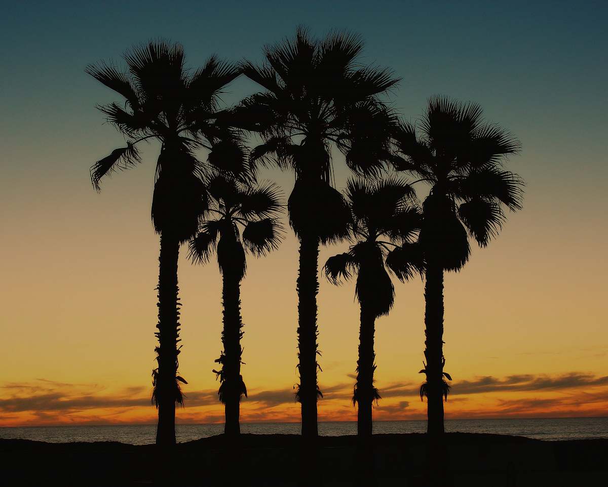 arecaceae silhouette photography of trees palm tree