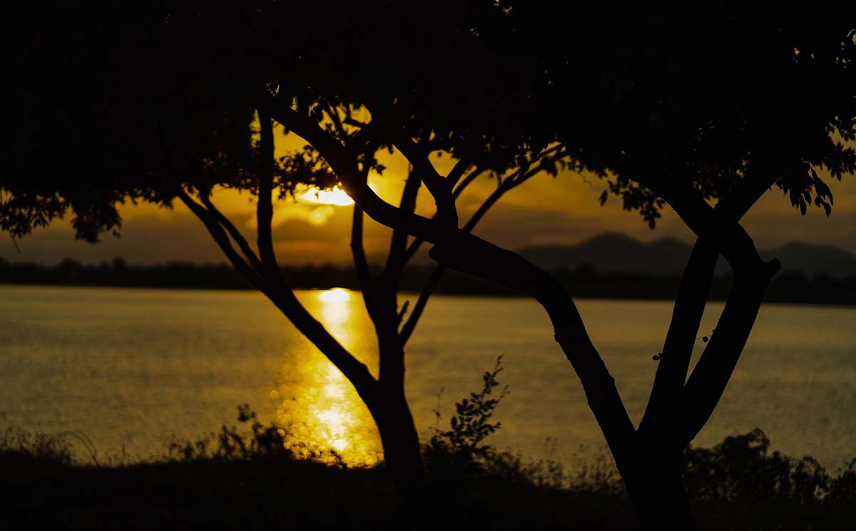 nature silhouette photography of trees by the beach during golden hour outdoors
