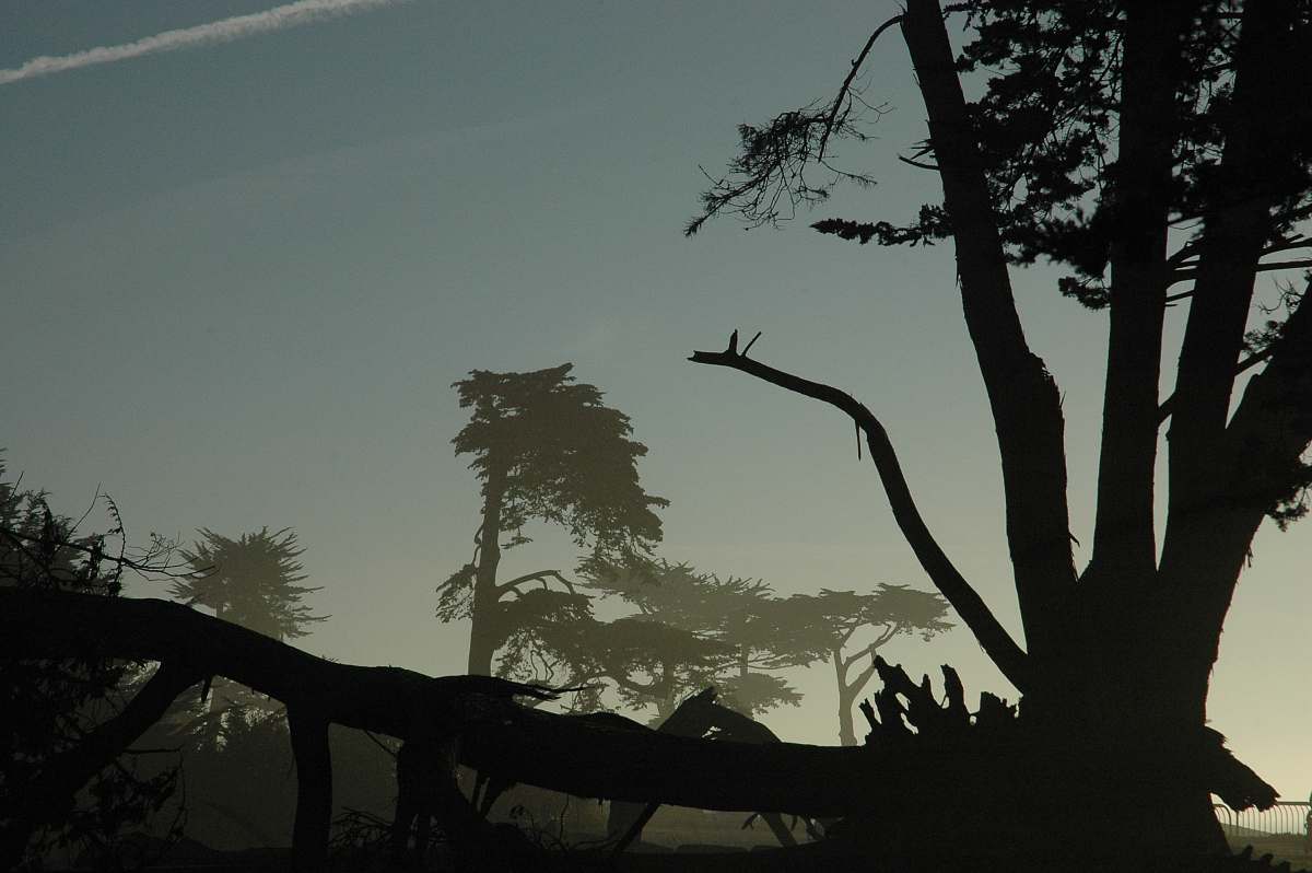 plant silhouette photography of trees tree