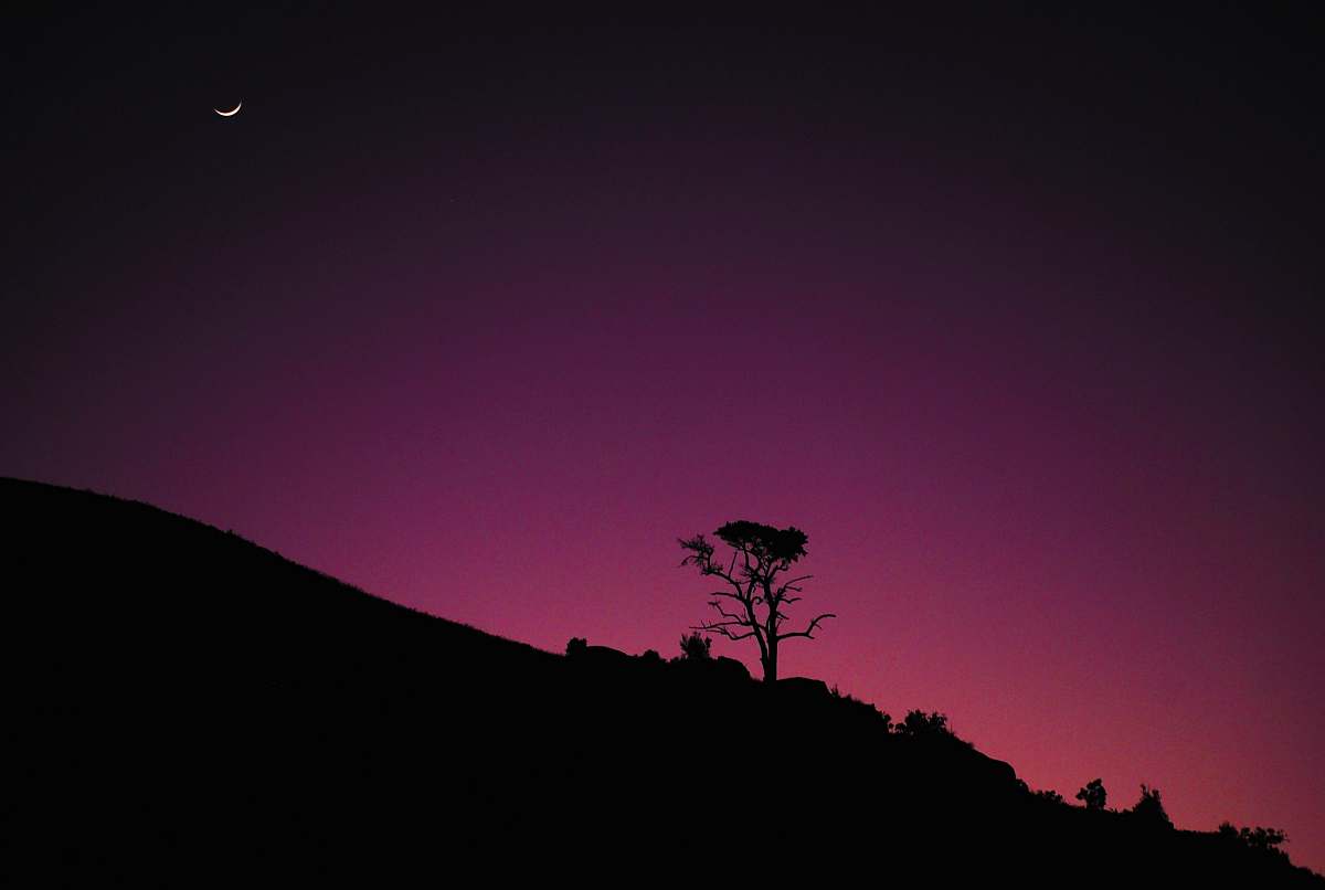 nature silhouette tree and pink sky outdoors