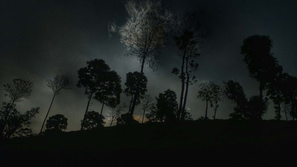 tree silhouette trees night