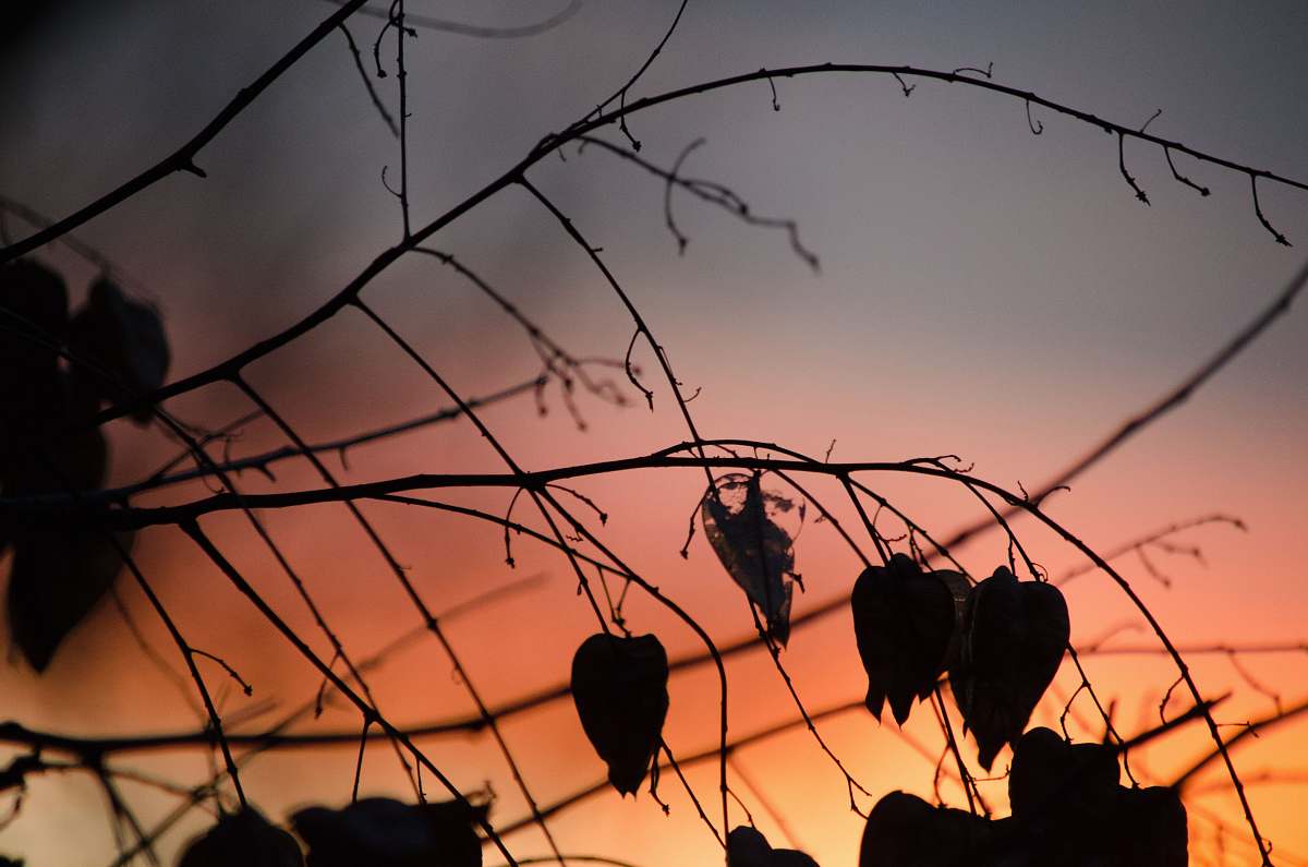 flock silhouette view of leaves during sunset animal