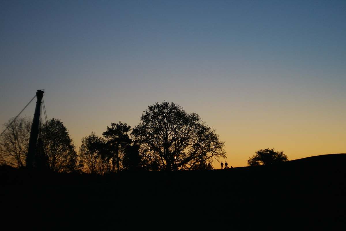 nature silhouettes of trees outdoors