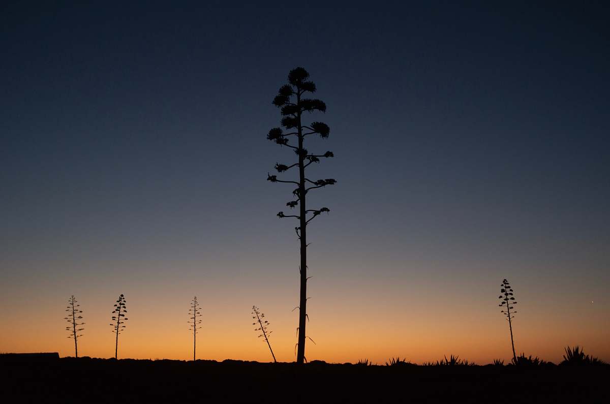 nature six tall trees on plain during sunset outdoors