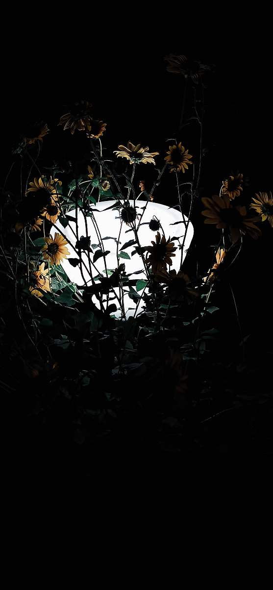 plant sunflowers blossom