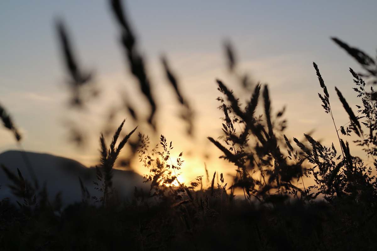 grass sunset view on the mountain photography plant