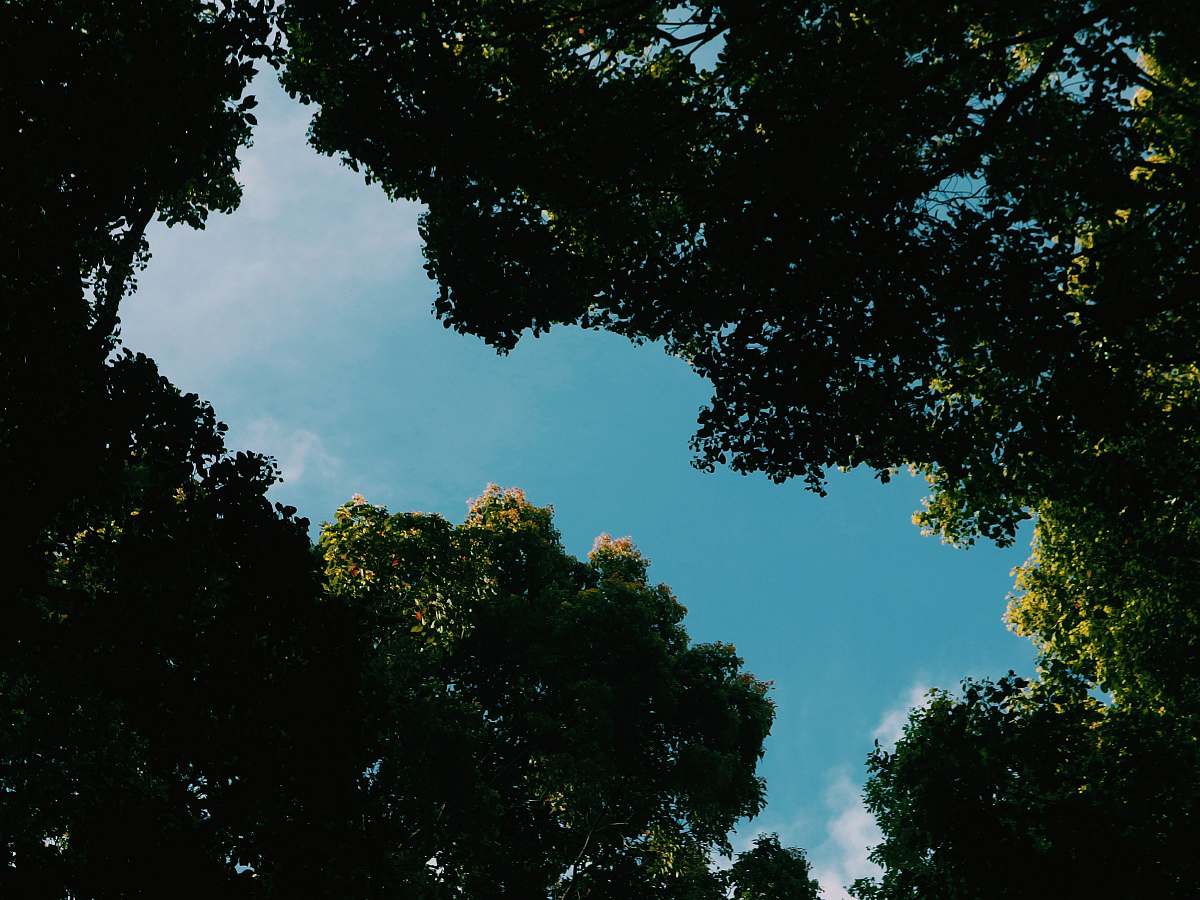 flare tall green trees light
