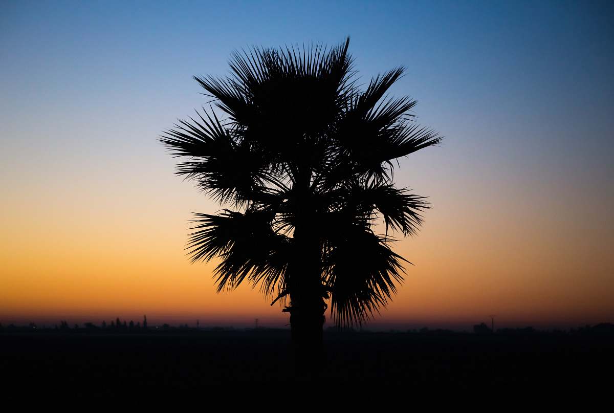 plant tree during golden hour tree