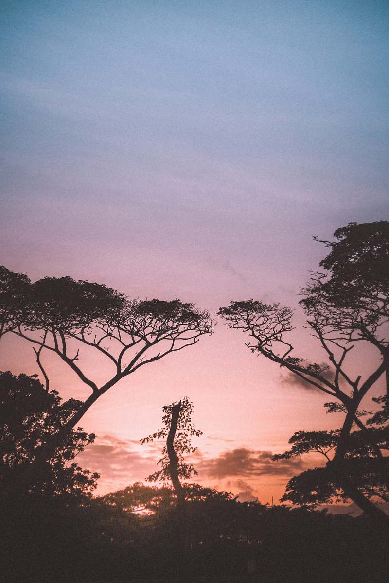 nature trees at sunset outdoors