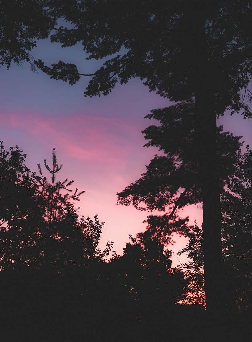 plant trees during golden hour tree