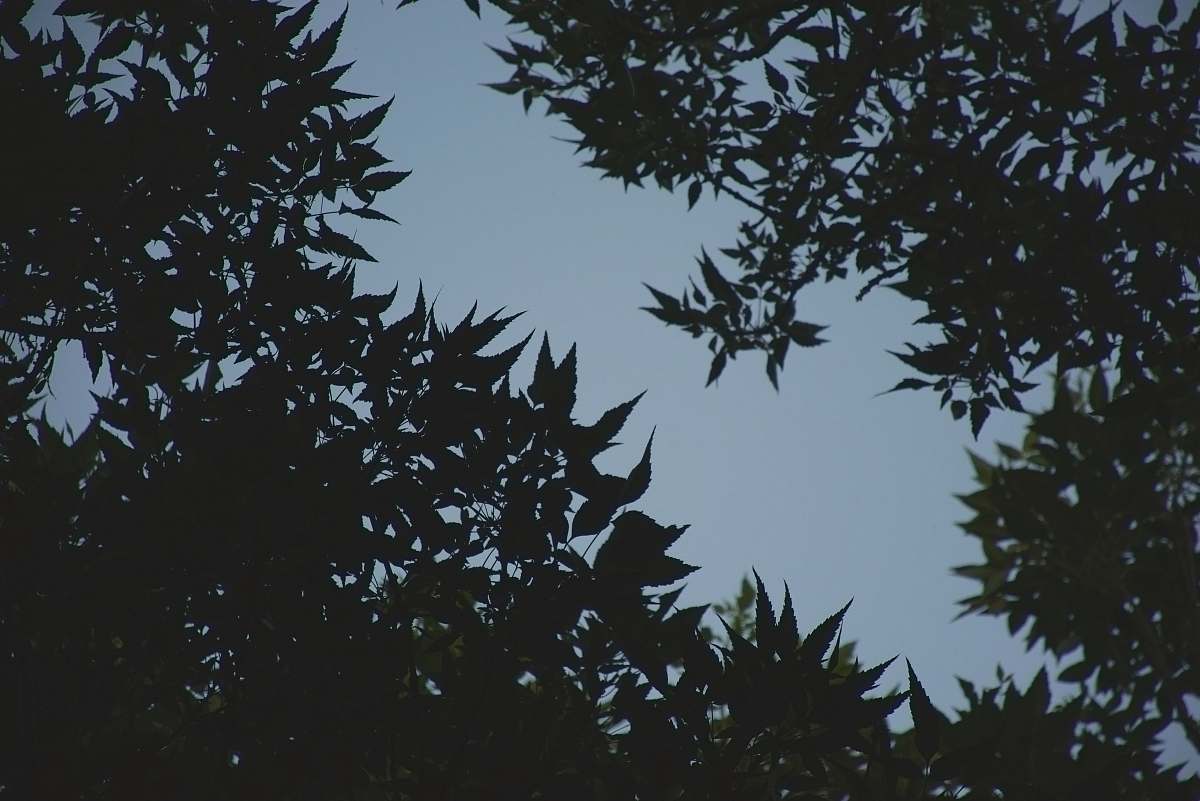 tree trees during golden hour plant