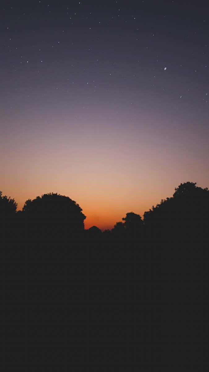 outdoors trees during sunset dawn