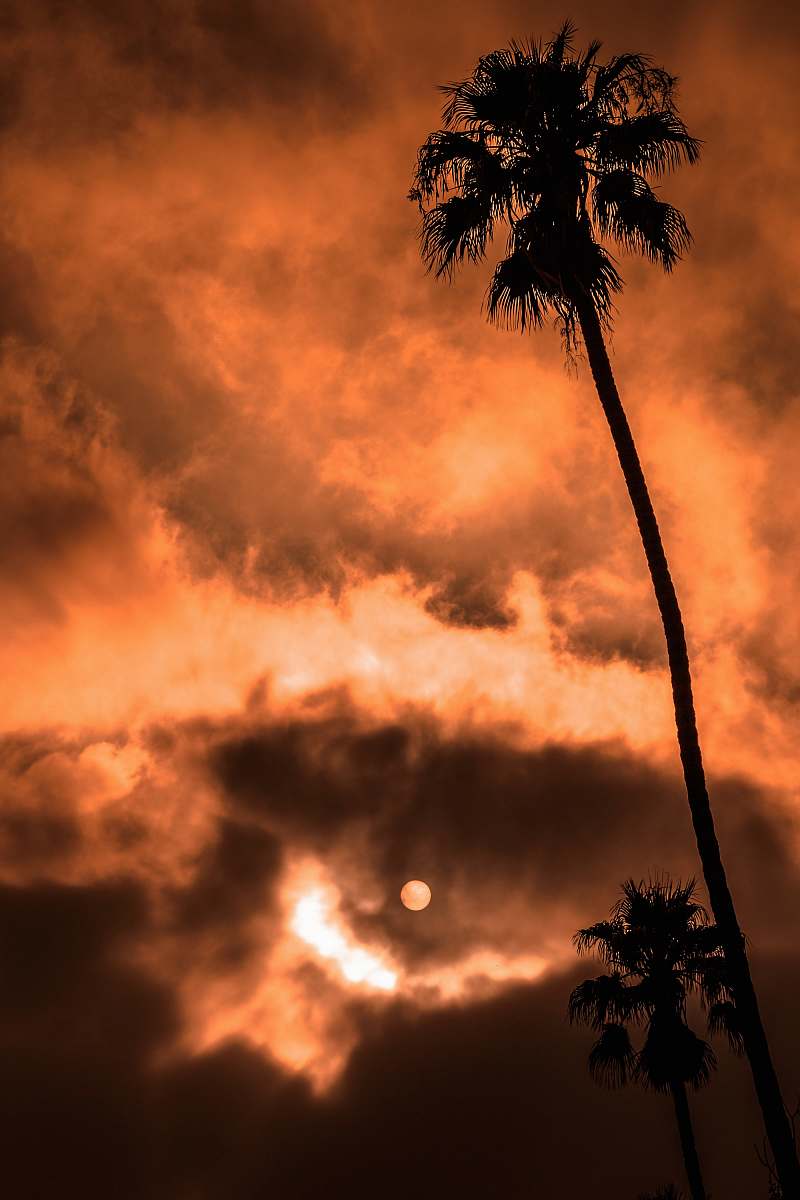 tree worm's eye photography of tree palm tree