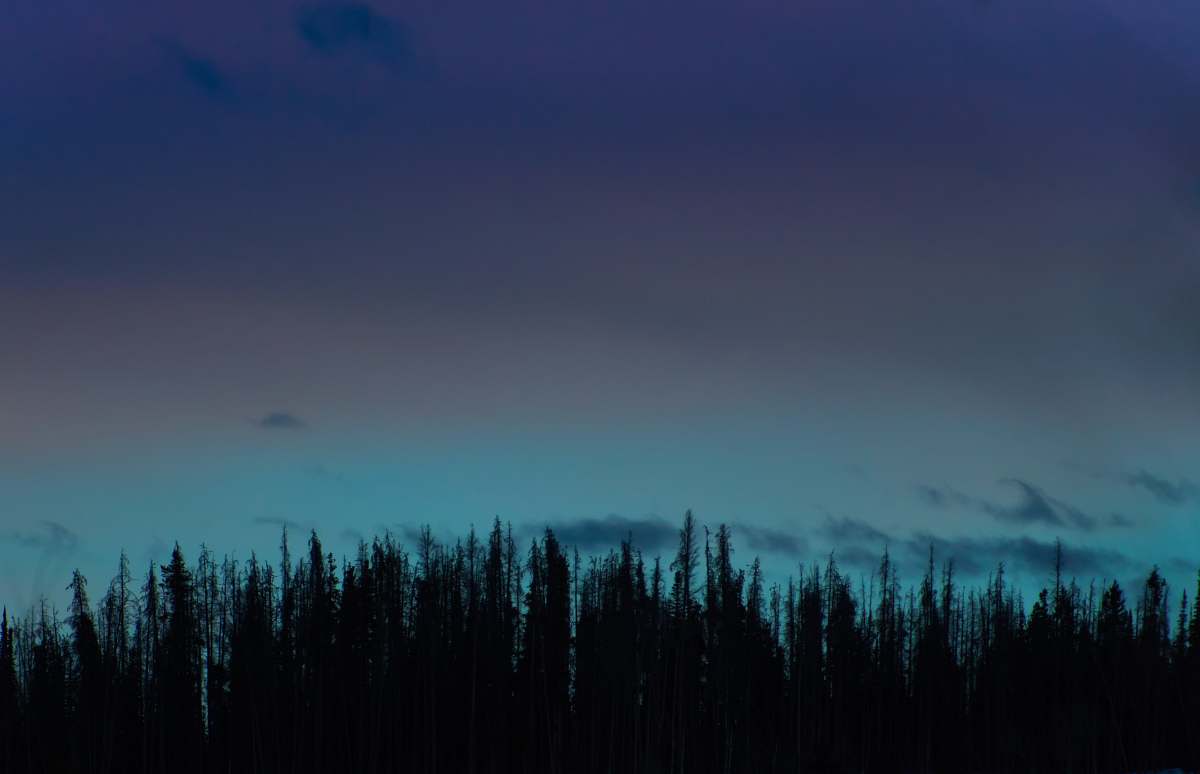 silhouette green trees forest