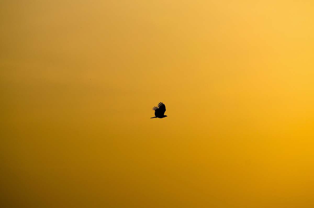 yellow silhouette of flying bird bird