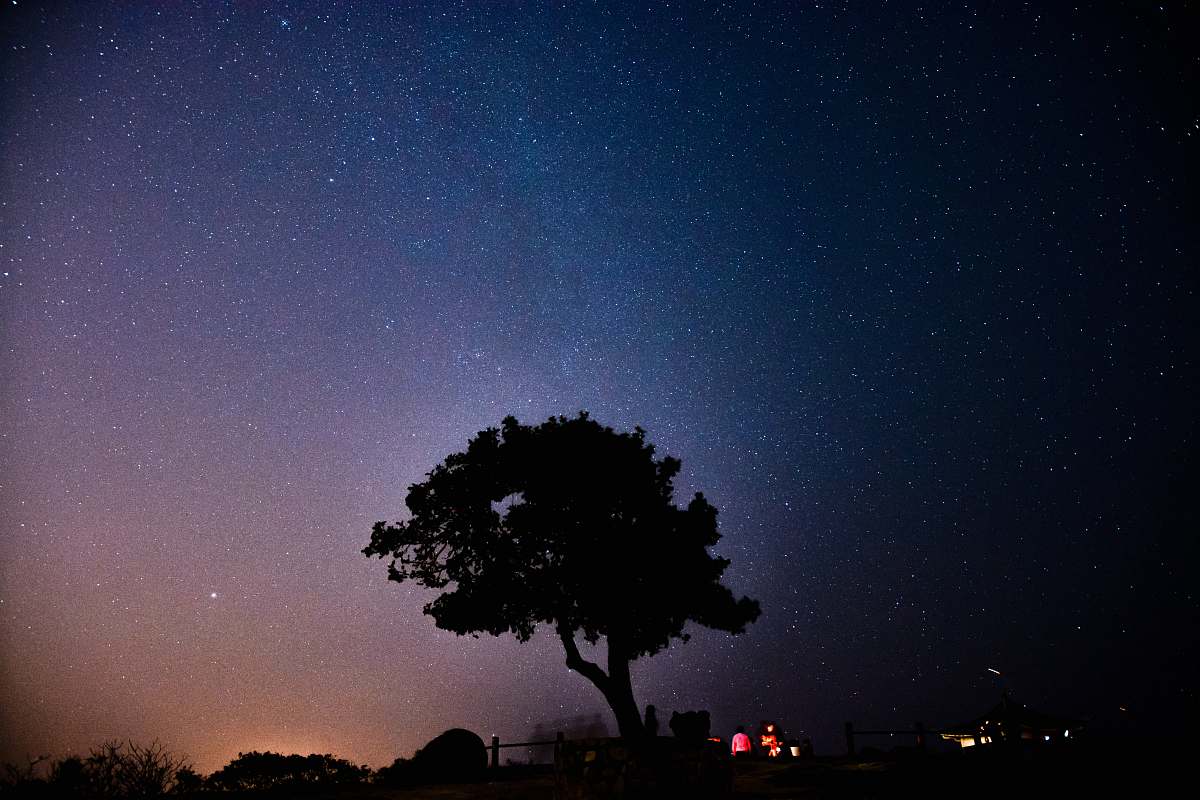 tree silhouette of tree during night night