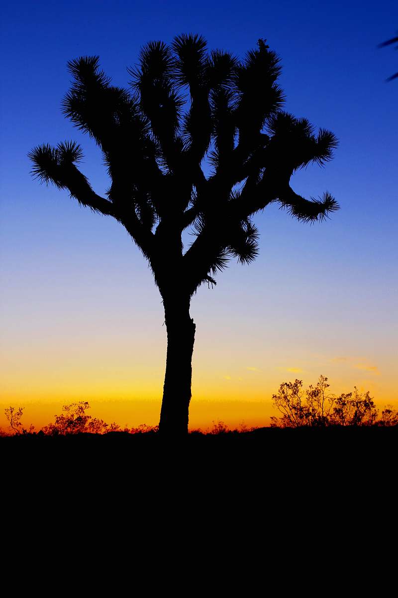 sunset silhouette. of tree in sunset tree