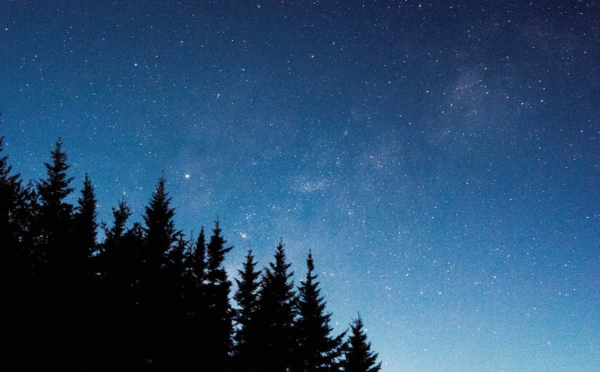 night silhouette of tree under starry night blue