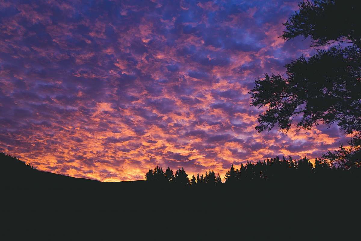 sunset silhouette of trees during golden hour sunrise