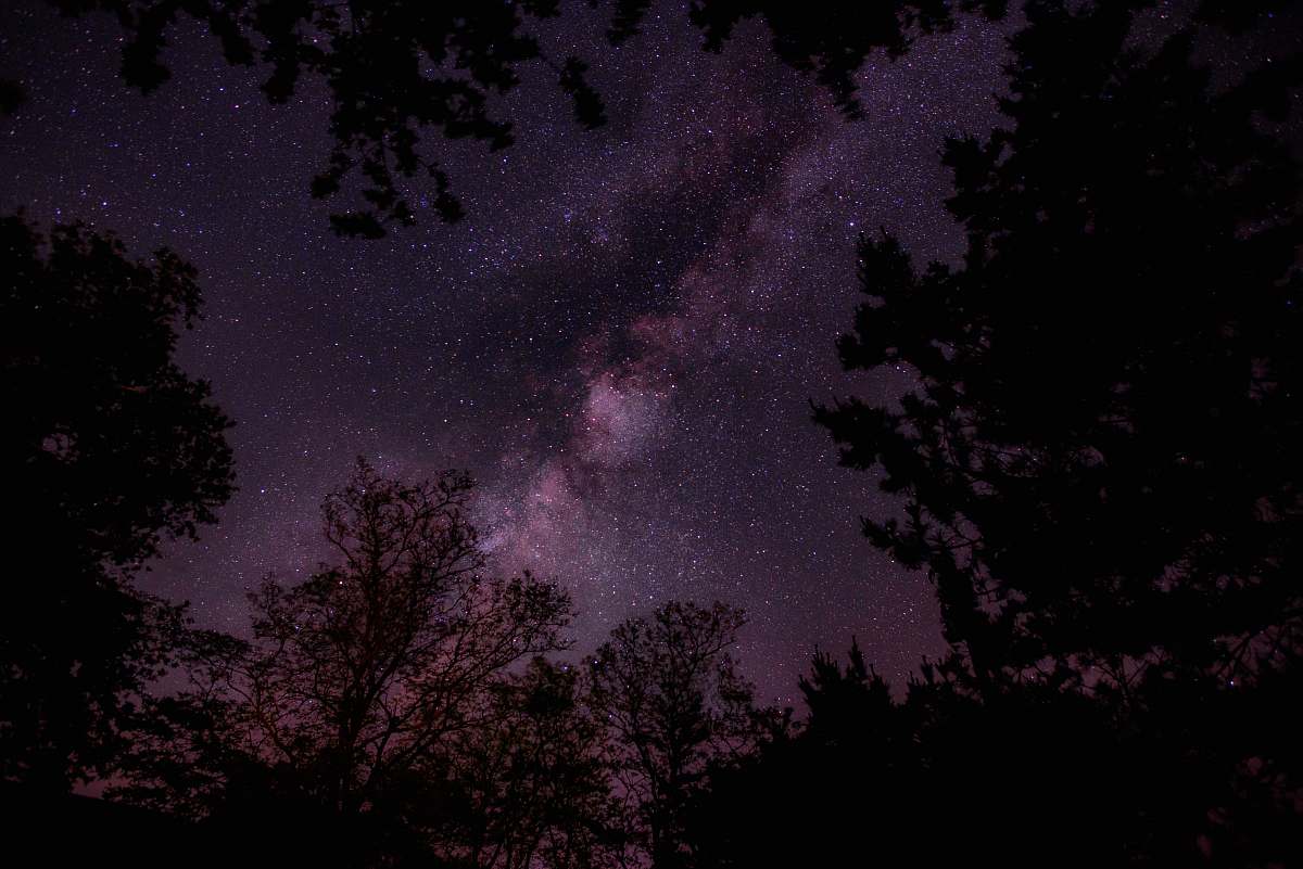 purple silhouette of trees during nighttime night