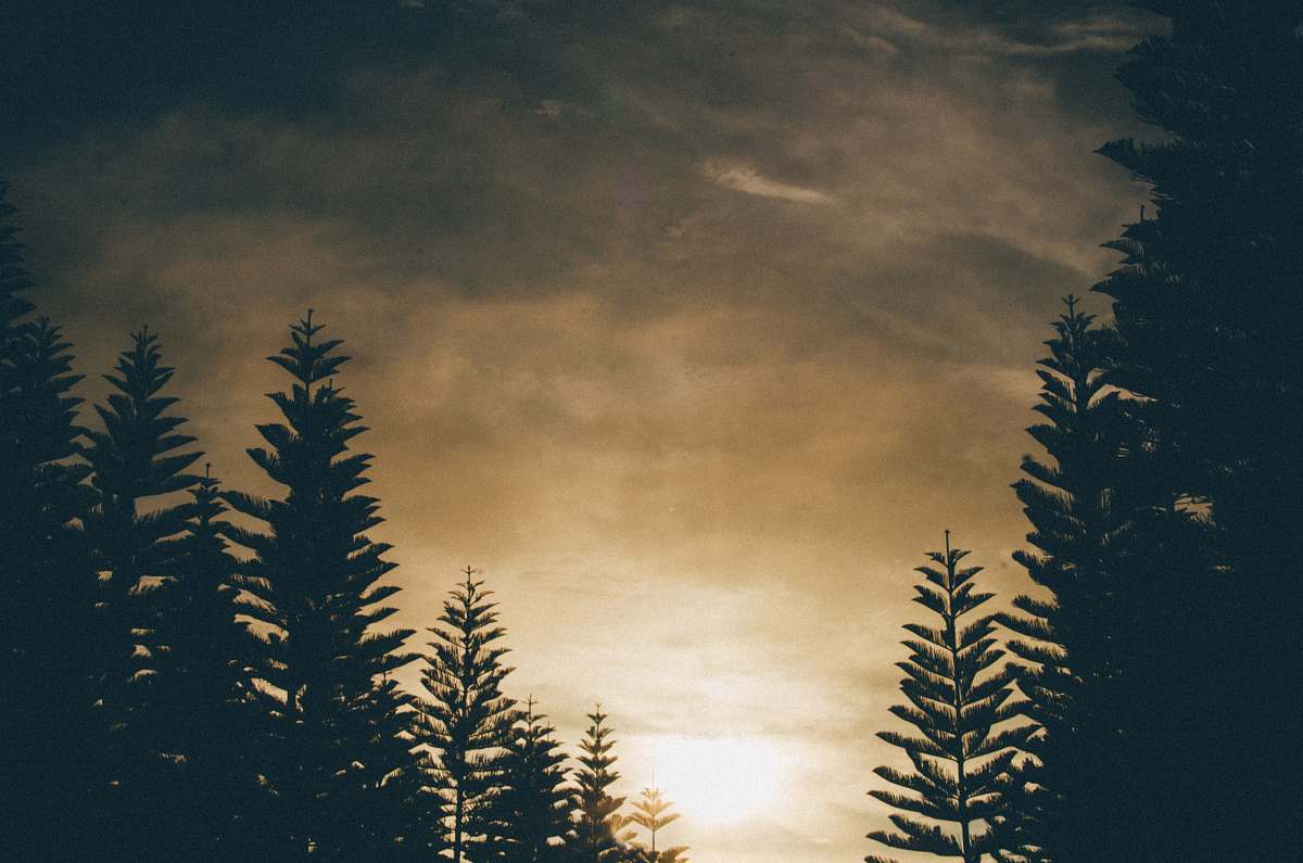 tree silhouette of trees under gray clouds clouds
