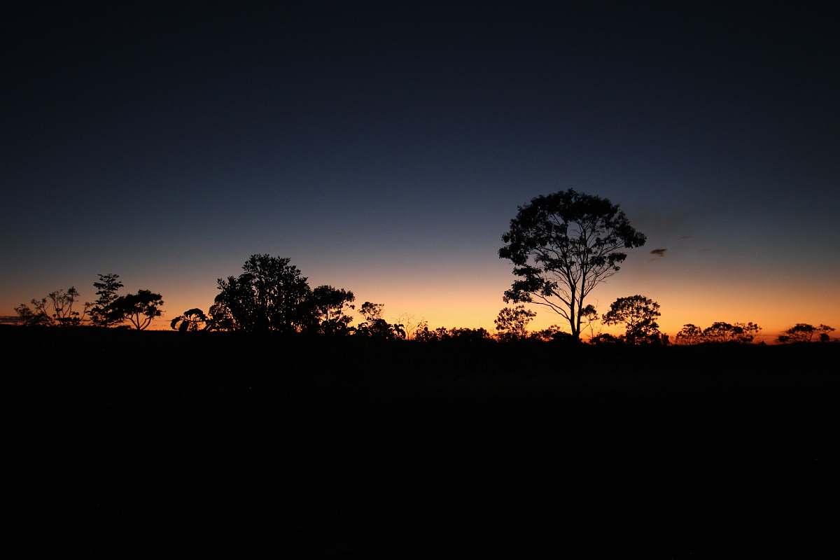 nature trees during golden hour sunset