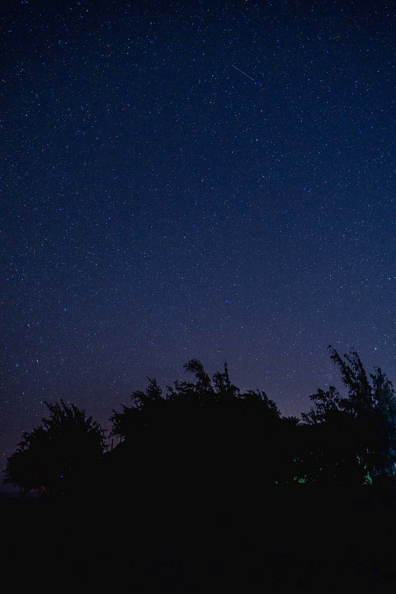night trees under blue starry night stars