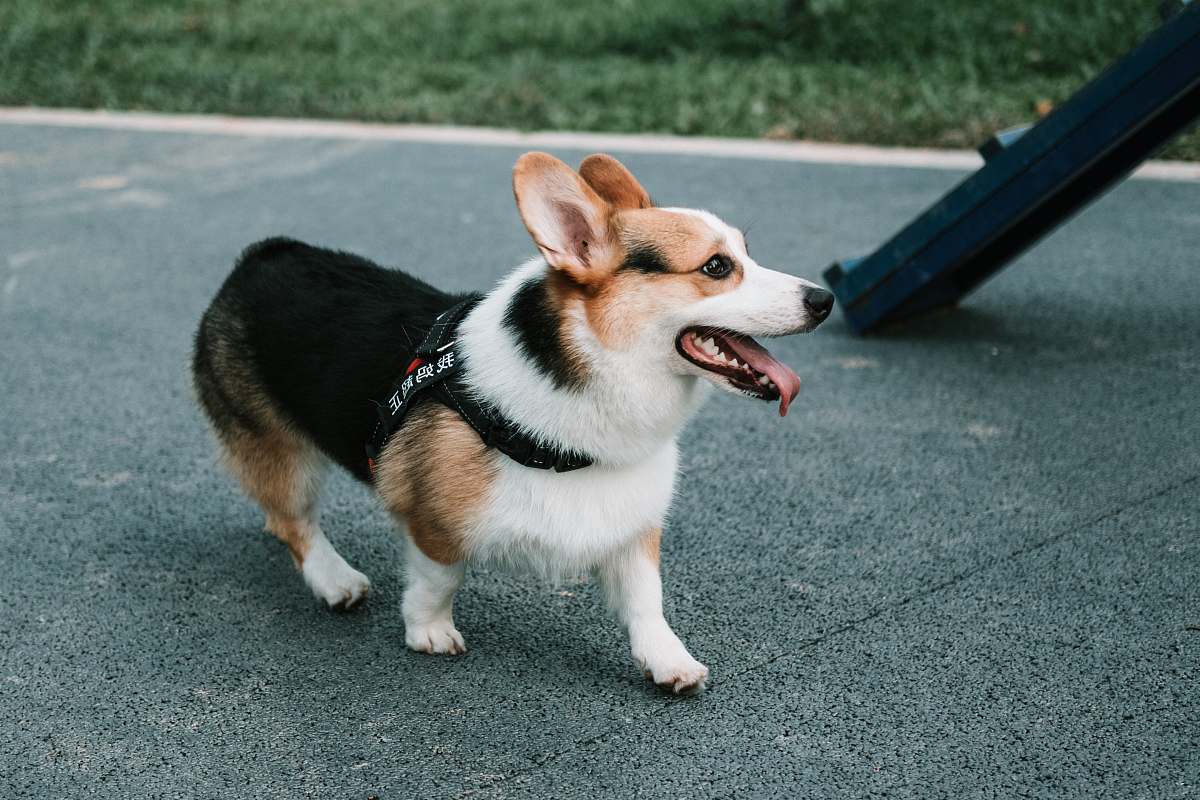 pet adult tri-color corgi on concrete p[avement dog