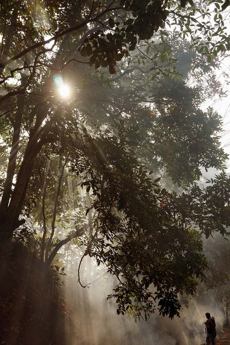 trees person standing in front of forest fog