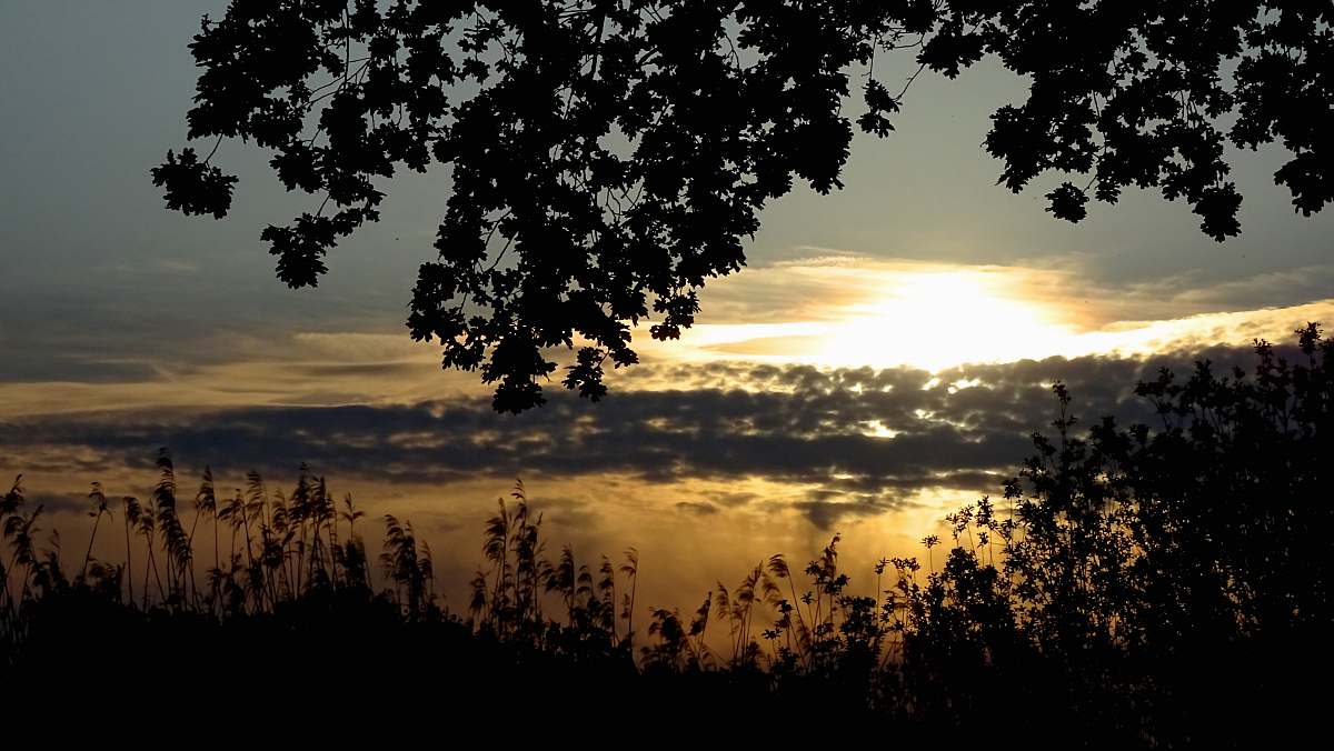 flare silhouette of tree and plant during daytime light