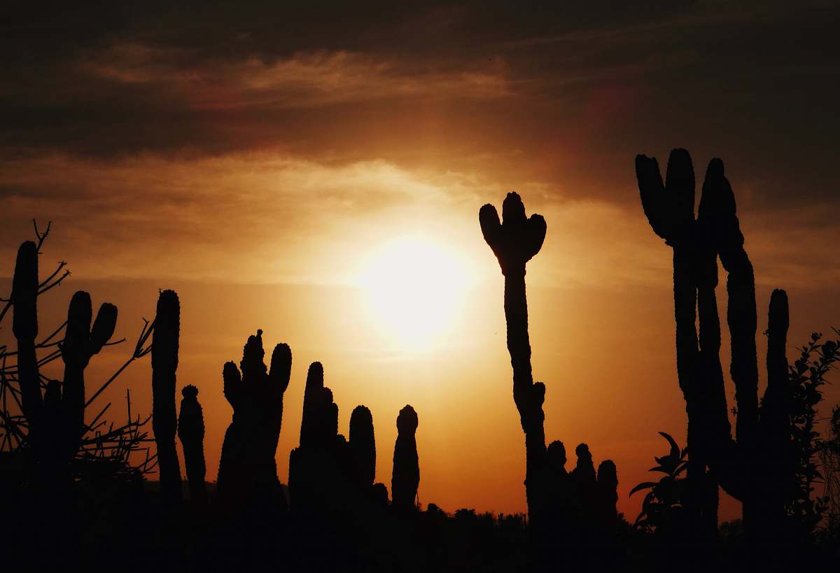 flare sun shining on cactus plants light