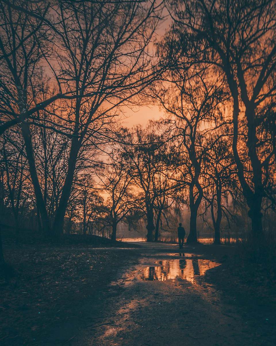 sunset man walking on forest trees during golden hour orange