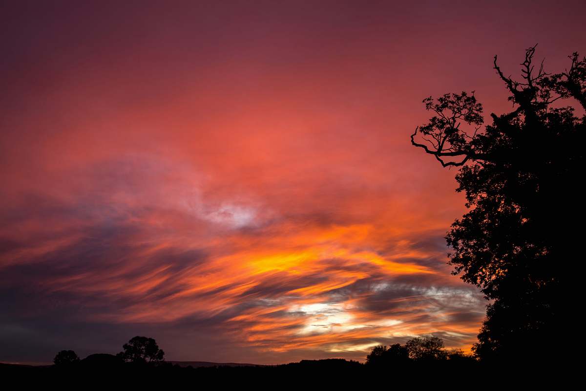 sunset photography of forest during golden hour sky