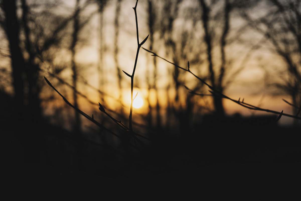 sunset selective focus photography of plant branch tree
