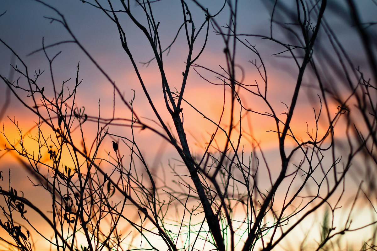 nature bare trees during golden hour outdoors