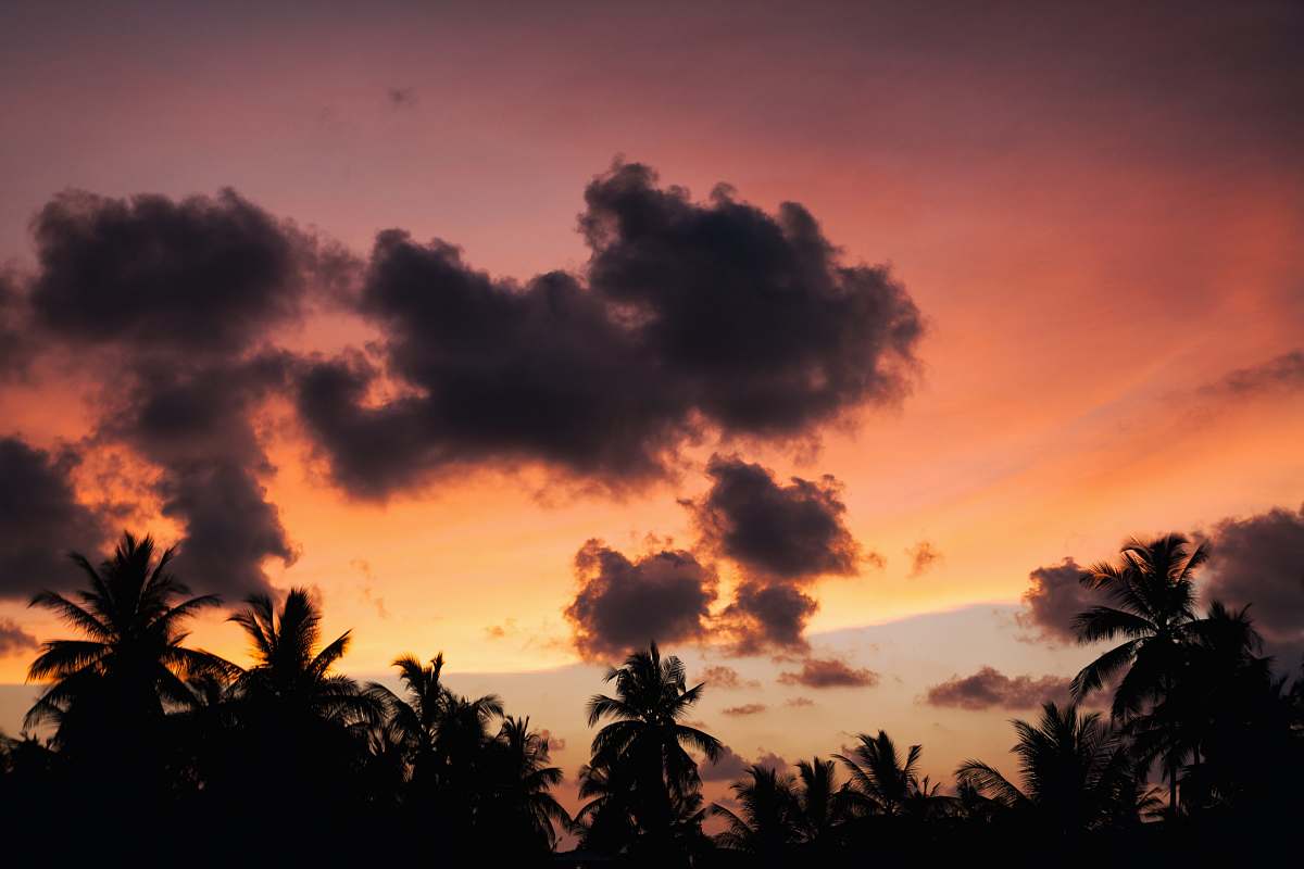 clouds landscape photography of silhouette of palm trees during sunset tree