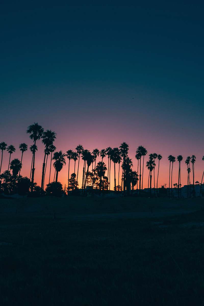 dusk palm trees during sunset nature
