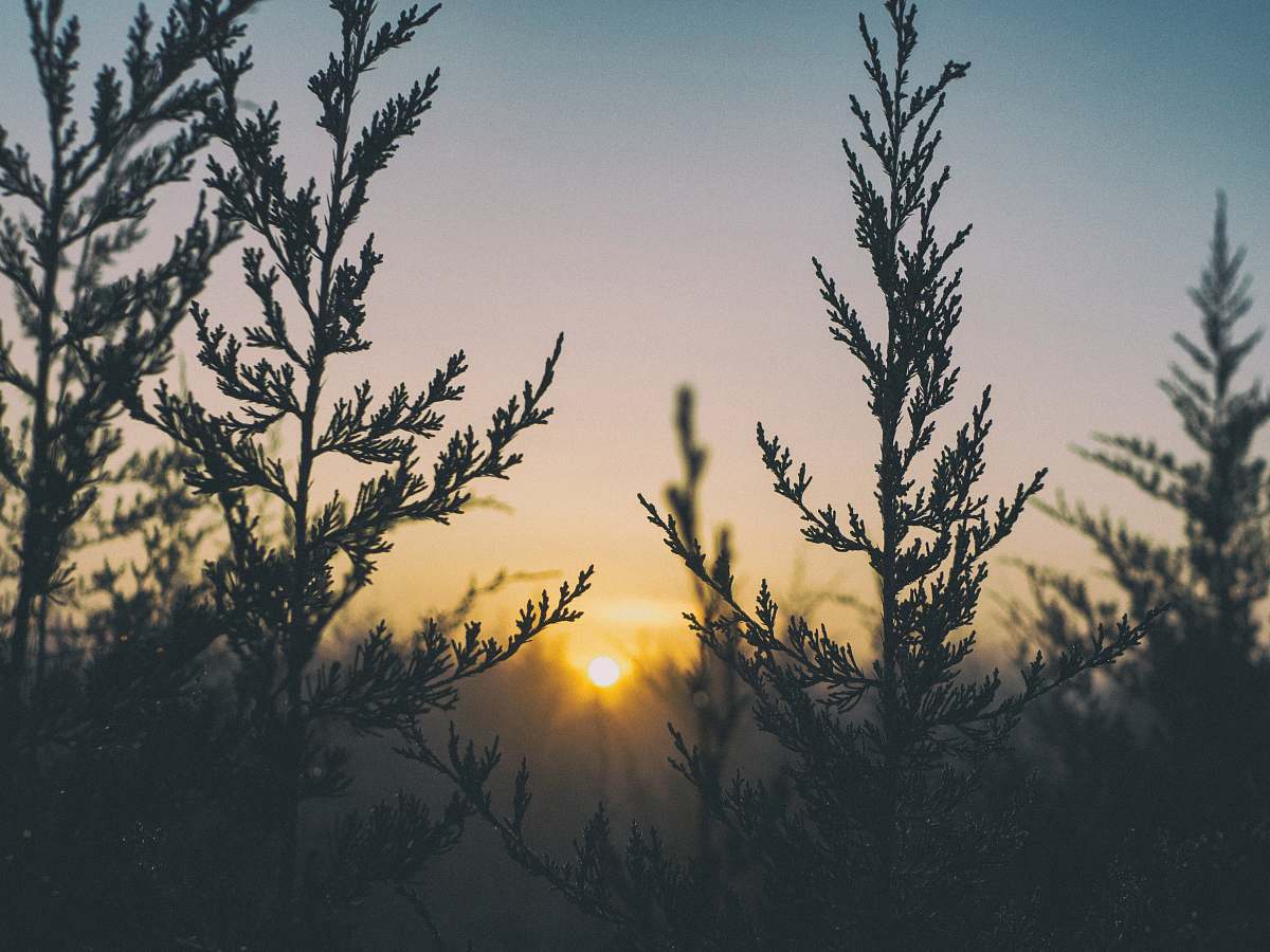 tree selective focus photography of trees sunrise