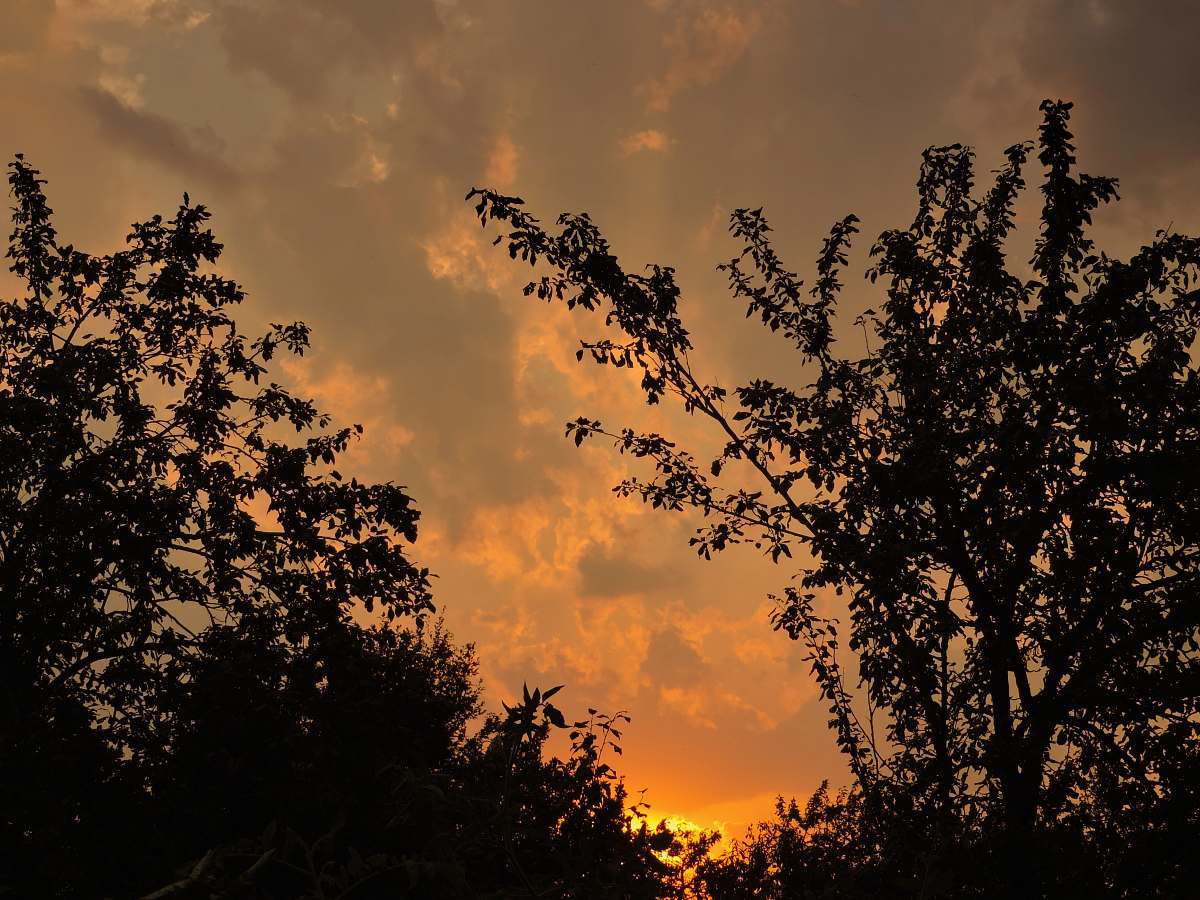 nature silhouette of sunset trees outdoors