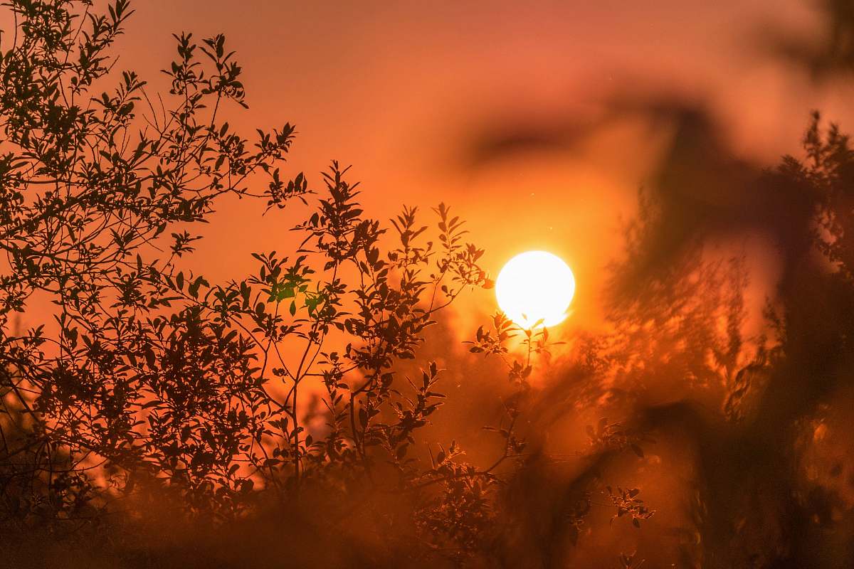 sunrise silhouette of trees and sun sun