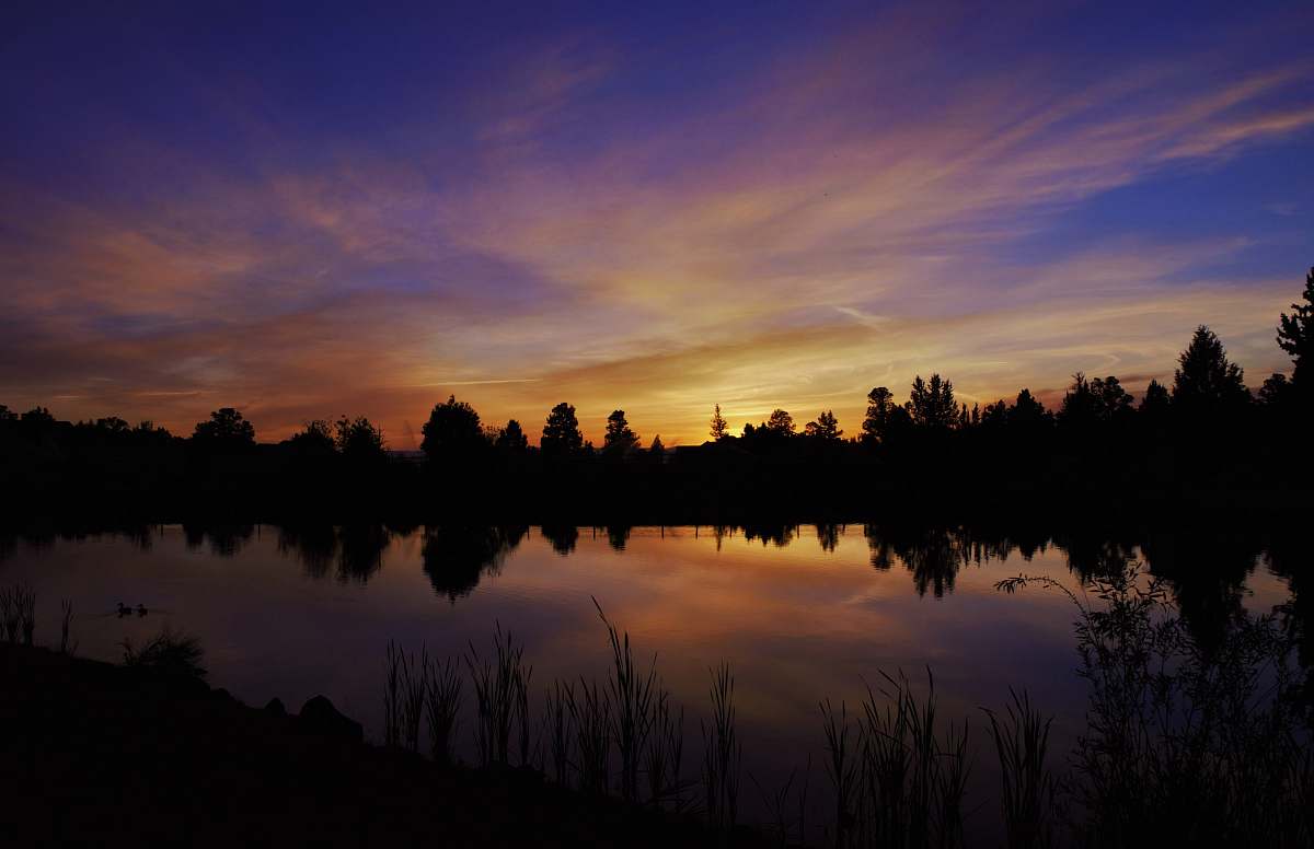 dusk silhouette of trees near body of water painting dawn