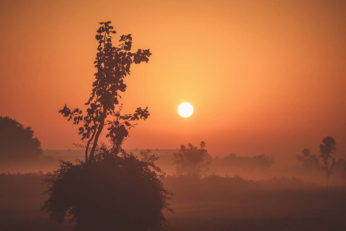 sunrise silhouette photo of plant during golden hour dawn