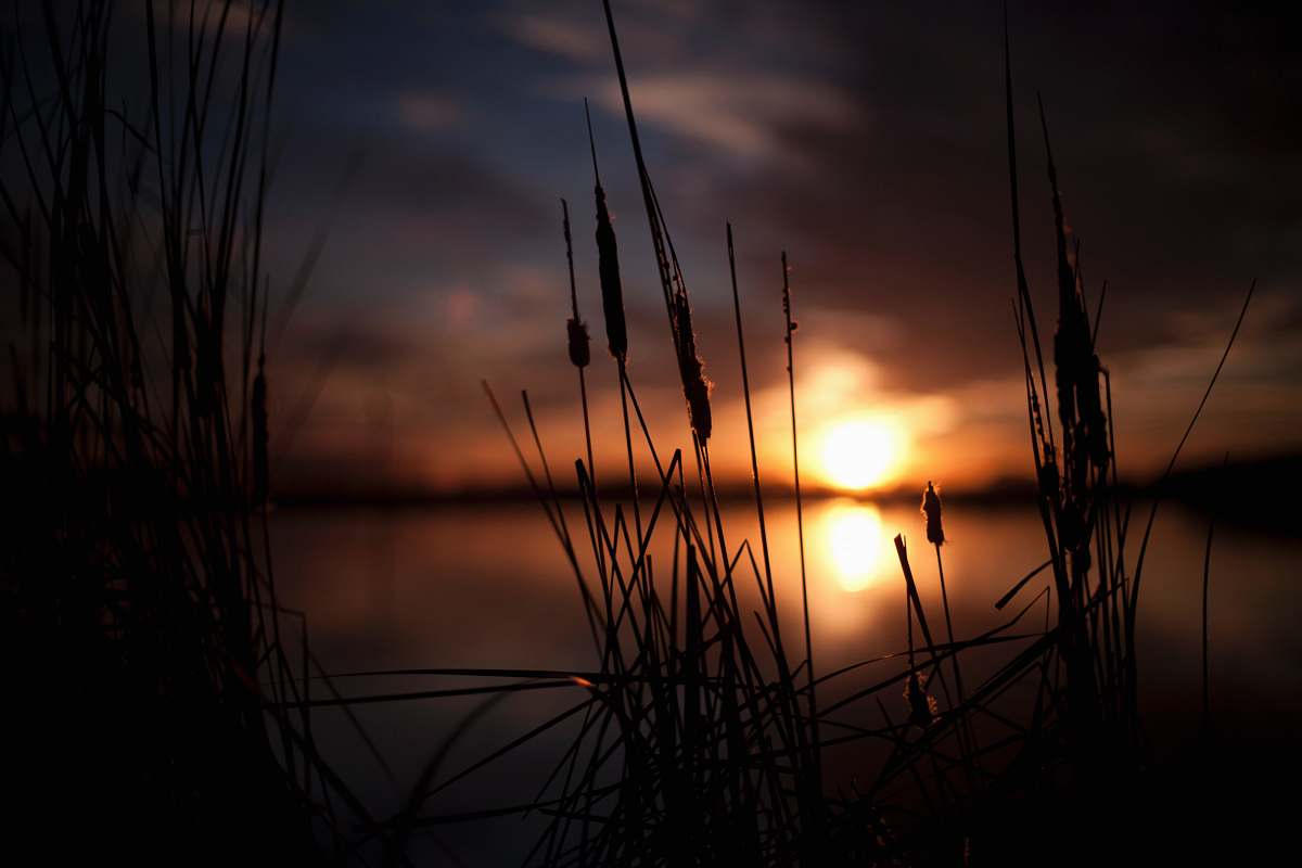 grass silhouette photo of plants near body of water during sunset sunrise