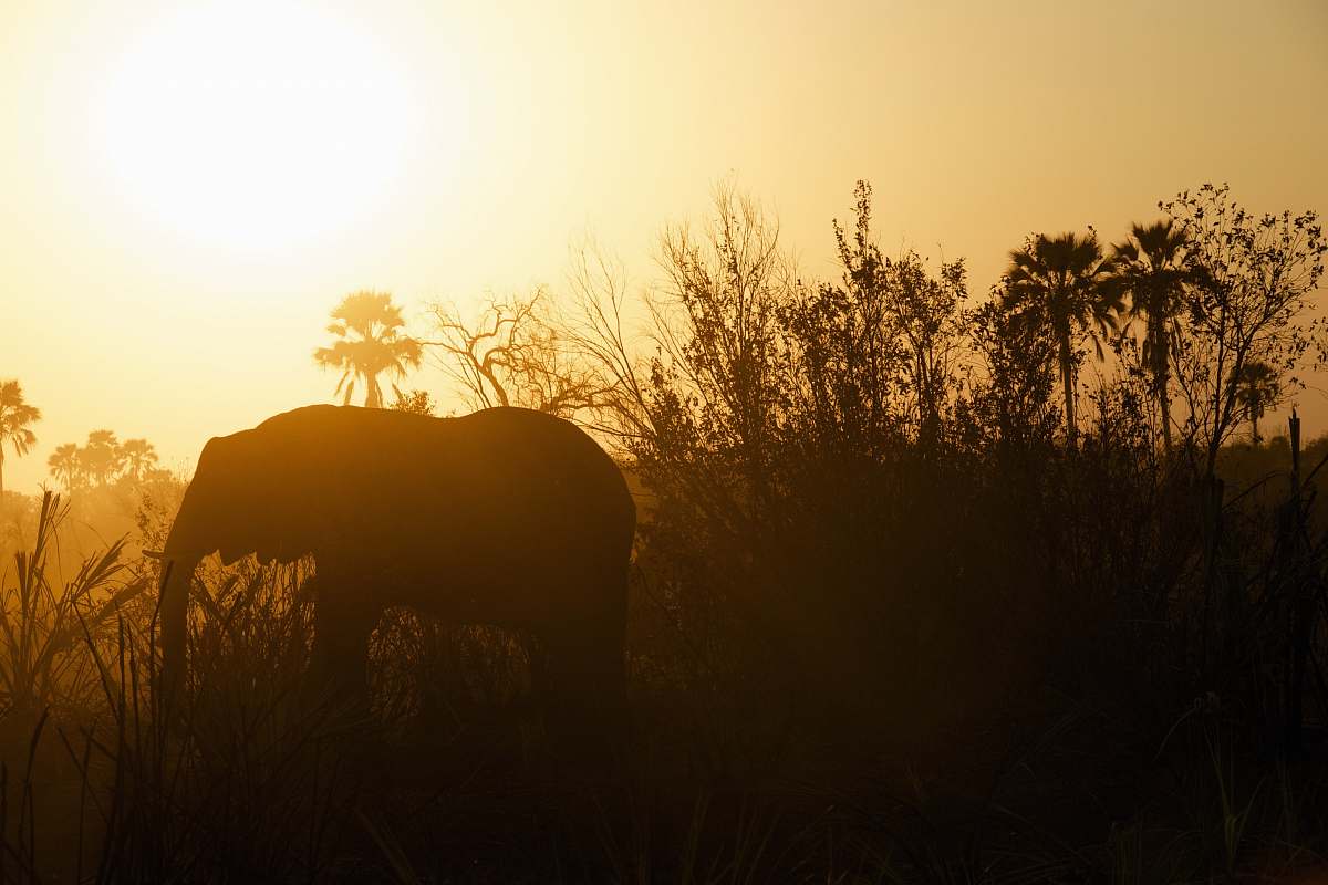 sunrise silhouette photography of elephant near grasses elephant