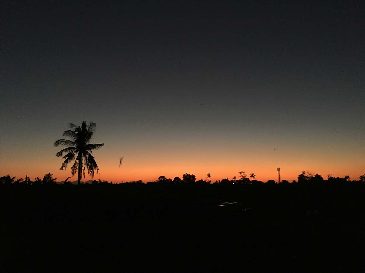 nature trees during golden hour outdoors