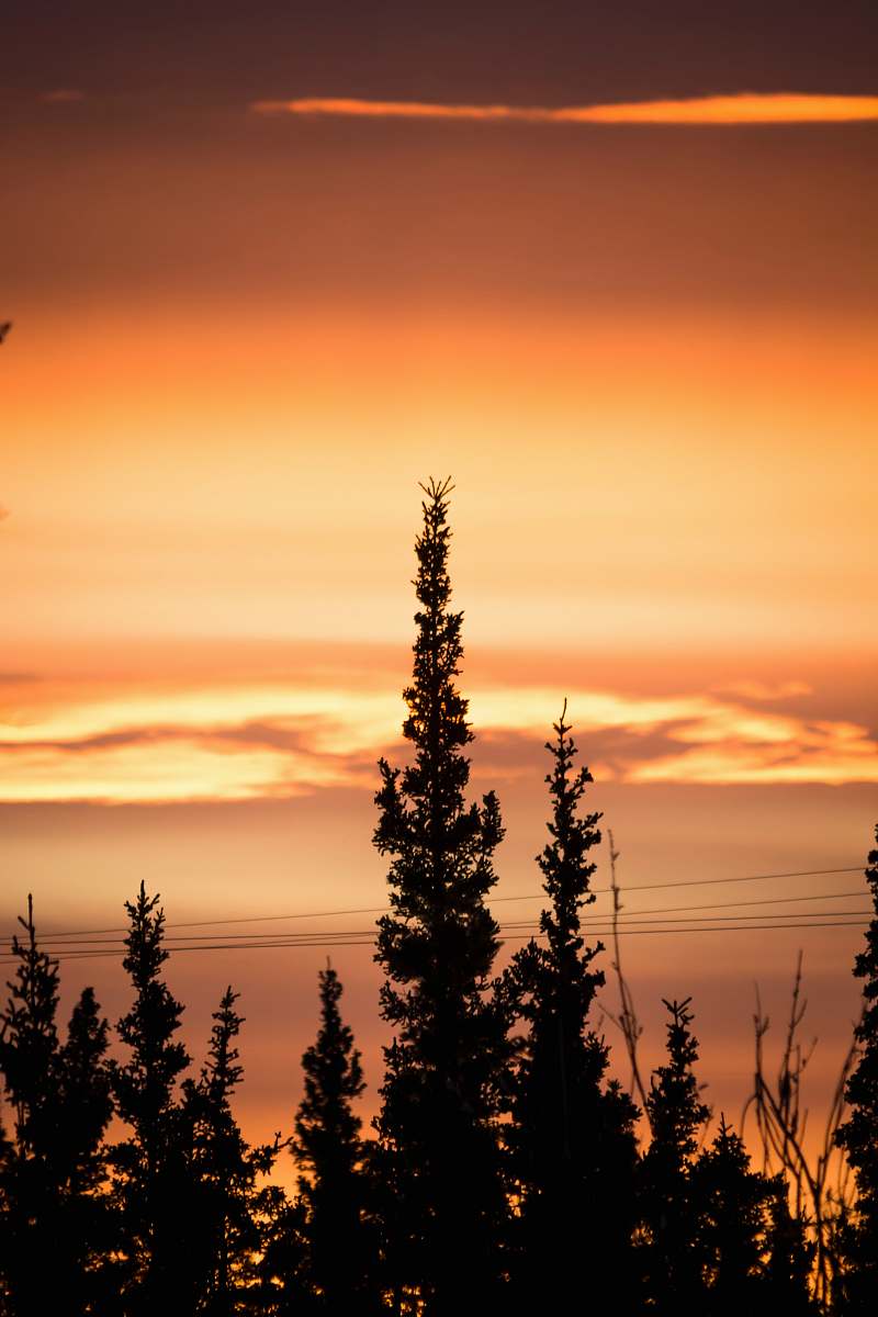 sky trees during sunset sunrise